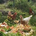Chickens eating food scraps from the Lookout Grille