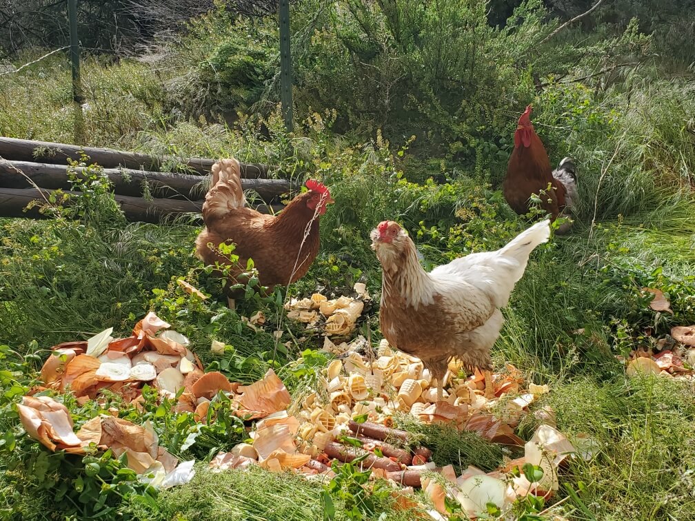 Chickens eating food scraps from the Lookout Grille