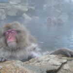 A monkey relaxes in a hot spring in Japan