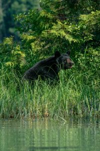 Black bears are sometime visitors to Iron Mountain Hot Springs but prefer the nocturnal hours.